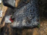 image of grave number 968703